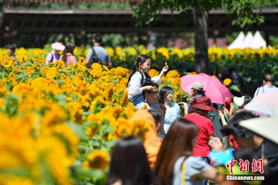 北京オリンピック森林公園のヒマワリが満開に　多くの人々を魅了
