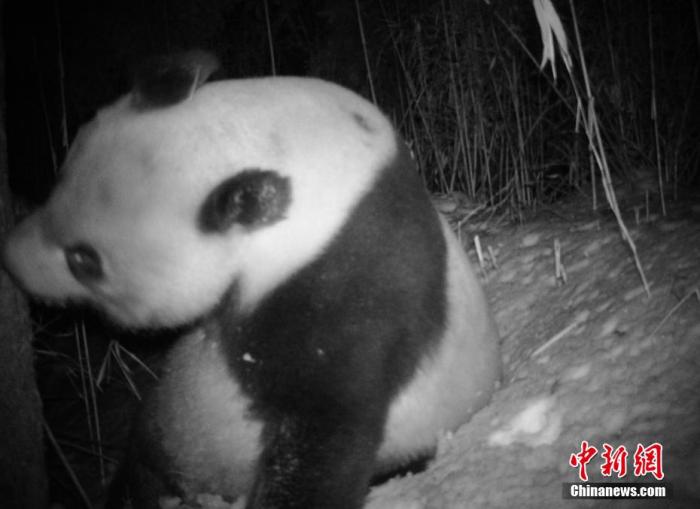 資料画像：九頂山省級自然保護区綿竹管理ステーションの赤外線カメラが撮影した、野生のジャイアントパンダが活動する様子。綿竹市党委員会宣伝部が提供