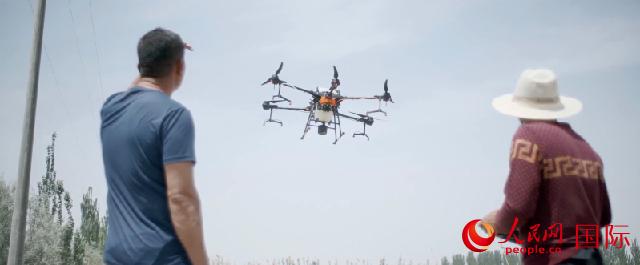 綿花畑の上を飛ぶドローンを見るトゥユフンさん（写真左、撮影・劉寧）。
