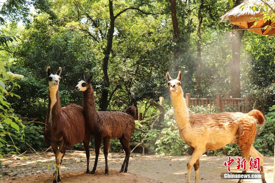 暑い日が続く杭州、動物たちに「ひんやり」お届け　浙江省