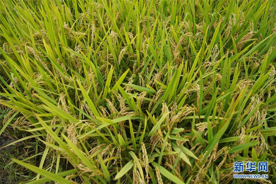 中国が早生ジャポニカ米新品種育成　1四半期早く新米食べられる