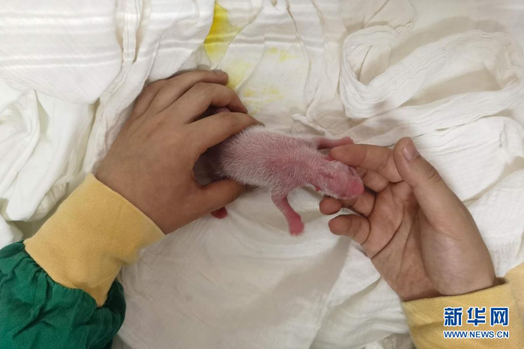 7月17日、中国ジャイアントパンダ研究センター臥竜神樹坪基地で、「珍珍」が産んだ2頭目の赤ちゃんの人工保育を行う飼育員（写真提供・中国ジャイアントパンダ保護研究センター）。