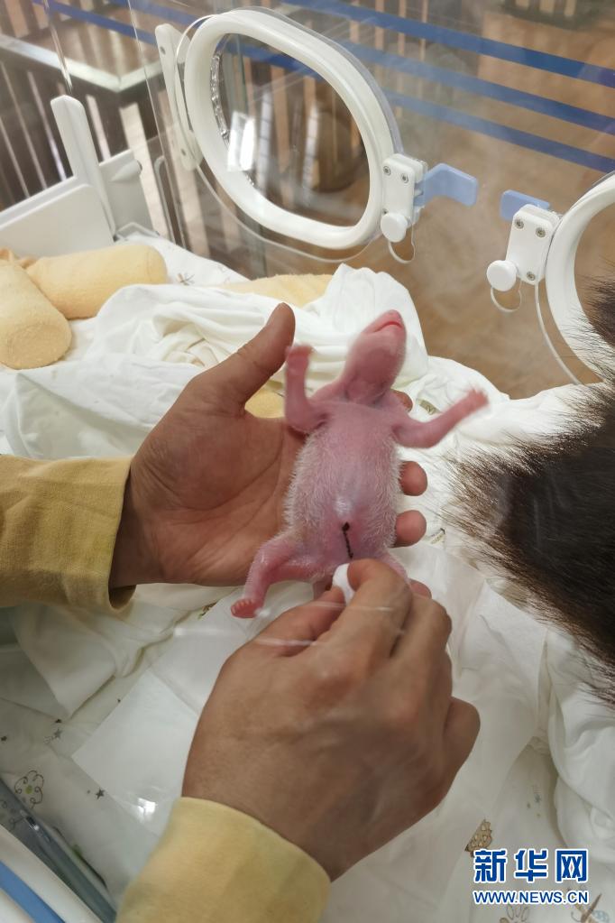 中国パンダ保護研究センターで2組の双子の赤ちゃん誕生　四川省
