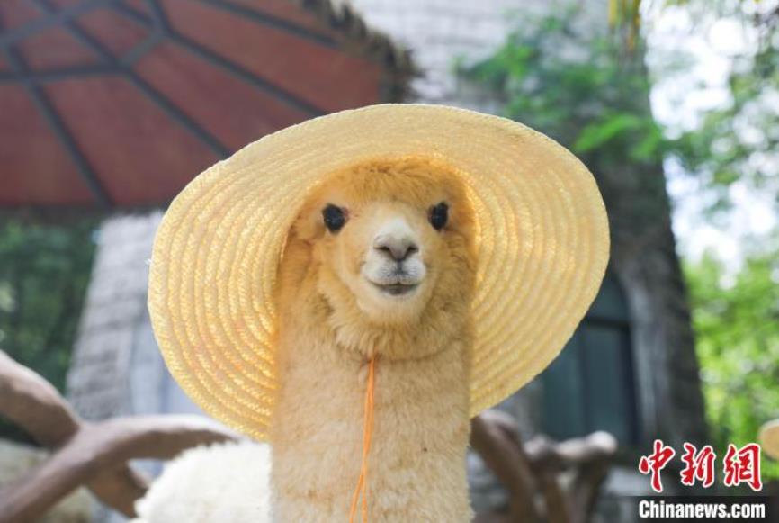 アルパカ夏休みコーデが可愛すぎる！江蘇省の動物園