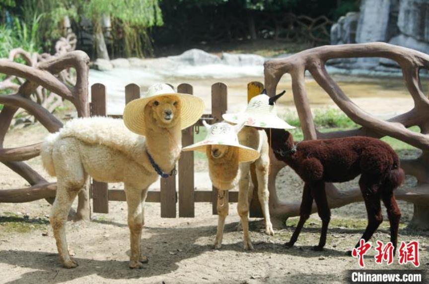 アルパカ夏休みコーデが可愛すぎる！江蘇省の動物園