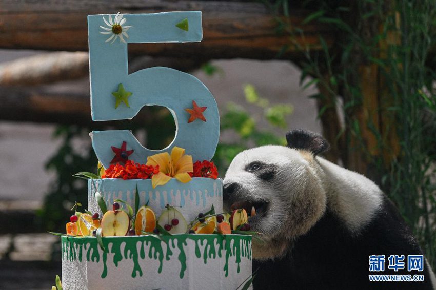 モスクワ動物園のパンダ「如意」が誕生日迎える