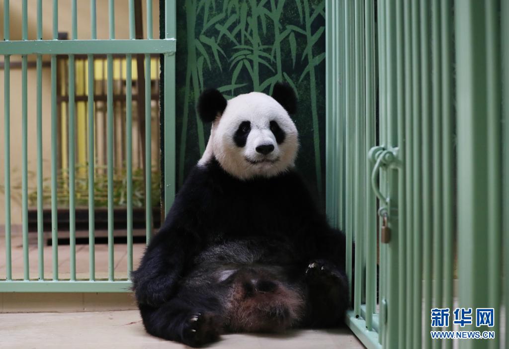 パンダの「歓歓」が双子を出産　フランス
