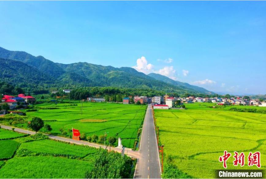 絵のように美しい立秋の田園風景　江西省蘆渓