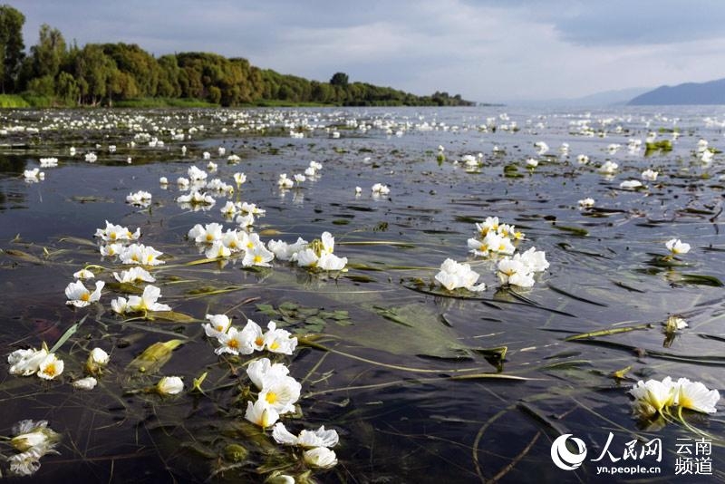 水質のバロメーター「海菜花」が幻想的な花咲かせる 雲南