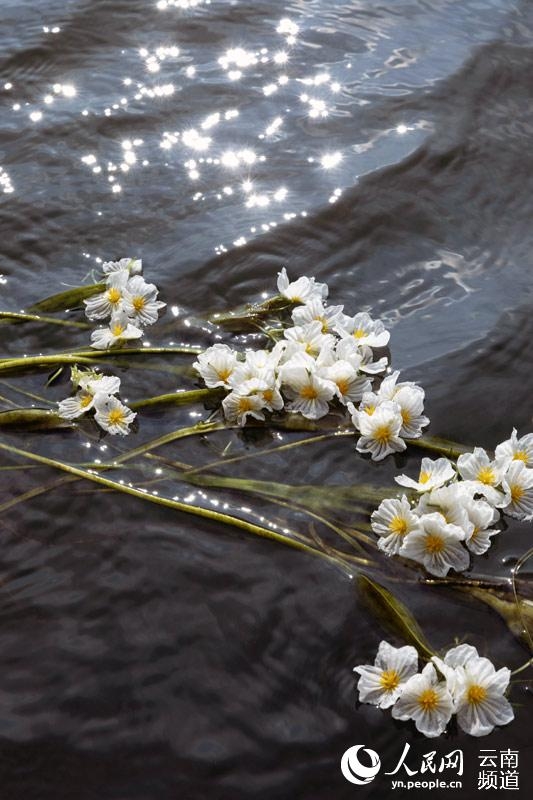 水質のバロメーター「海菜花」が幻想的な花咲かせる 雲南