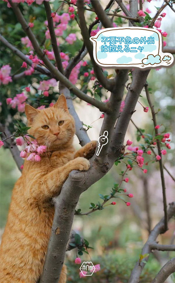 「ちゃんと予防してニャ！」蘇州の庭園猫も感染対策アピール？　江蘇省
