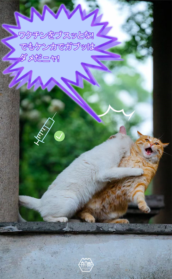 「ちゃんと予防してニャ！」蘇州の庭園猫も感染対策アピール？　江蘇省