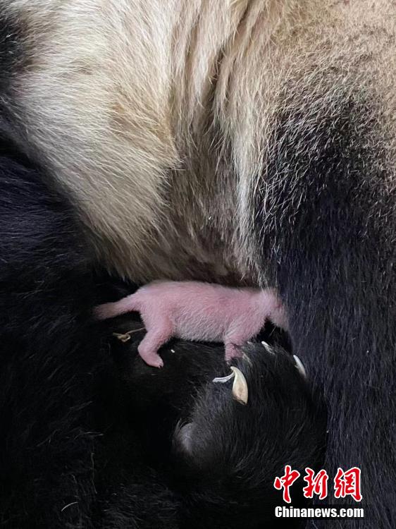 シンガポールのパンダ「滬宝」が第一子を出産