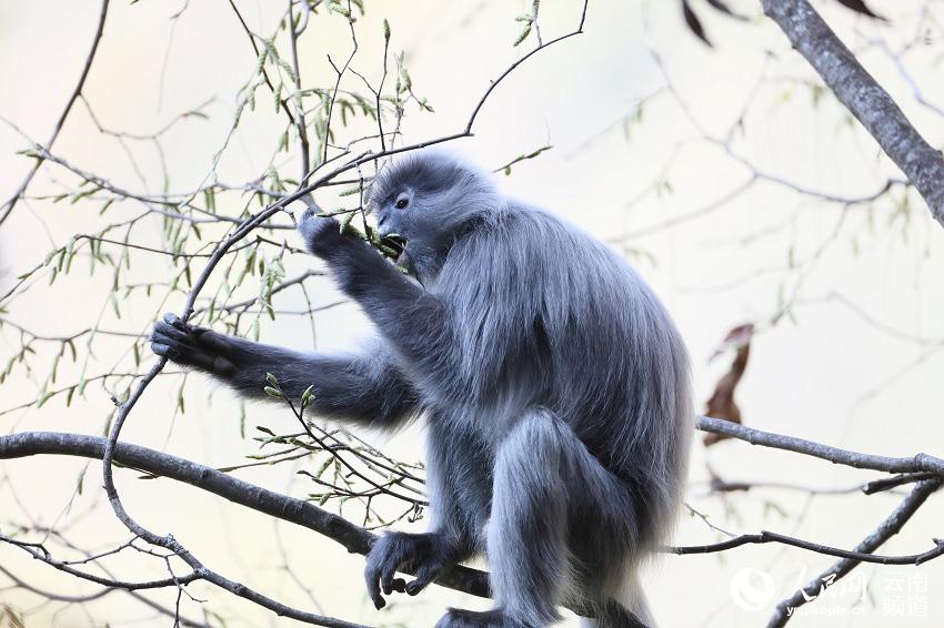 国家一級保護動物・ファイヤールトンの個体数が2000匹以上に　雲南省景東イ族自治県　