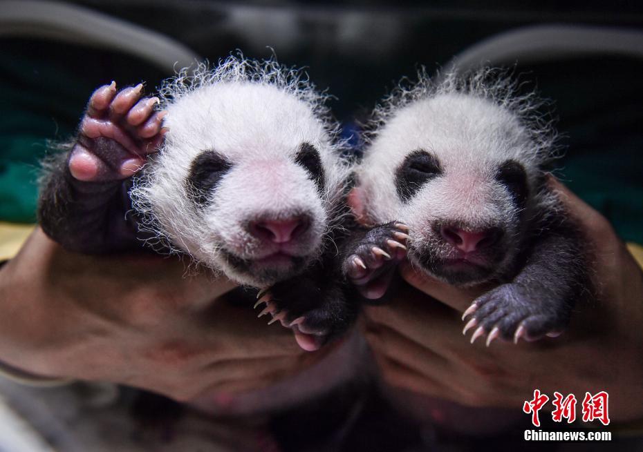 2組の双子の赤ちゃんパンダが生後1ヶ月に　四川省