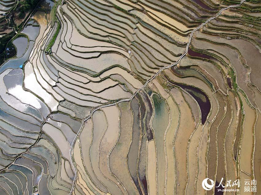 雲南省の紅河ハニ棚田は自然を巧みに利用した巨大な循環システム