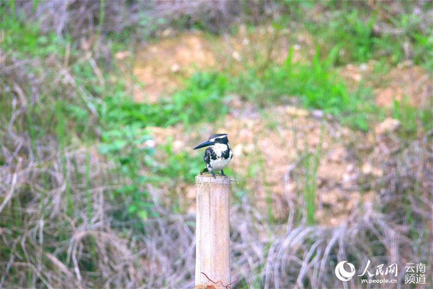 雲南省竜陵県で希少な鳥類・ヒメヤマセミ初確認