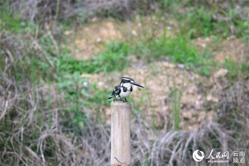 雲南省竜陵県で希少な鳥類・ヒメヤマセミ初確認