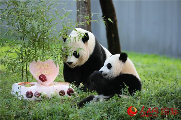 米国立動物園のパンダ「小奇跡」が1歳に　秦剛駐米大使「中米両国民の交流に彩り」