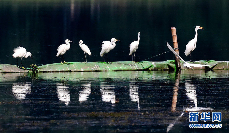 8月21日、武漢市沙湖公園の湖にやってきて、エサをついばむ様々な水鳥（撮影・趙軍）。