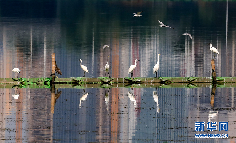 生態環境が改善され、水鳥の都市定住を実現　湖北省武漢