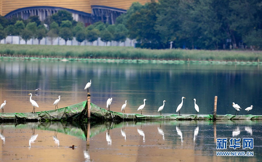 生態環境が改善され、水鳥の都市定住を実現　湖北省武漢