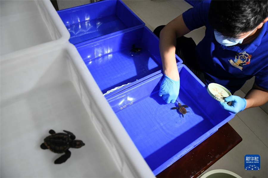 国家1級保護動物のアカウミガメ、初の人工孵化が青島で成功