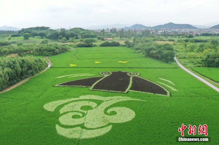 田んぼアートで古代文明を描く！　浙江省杭州良渚