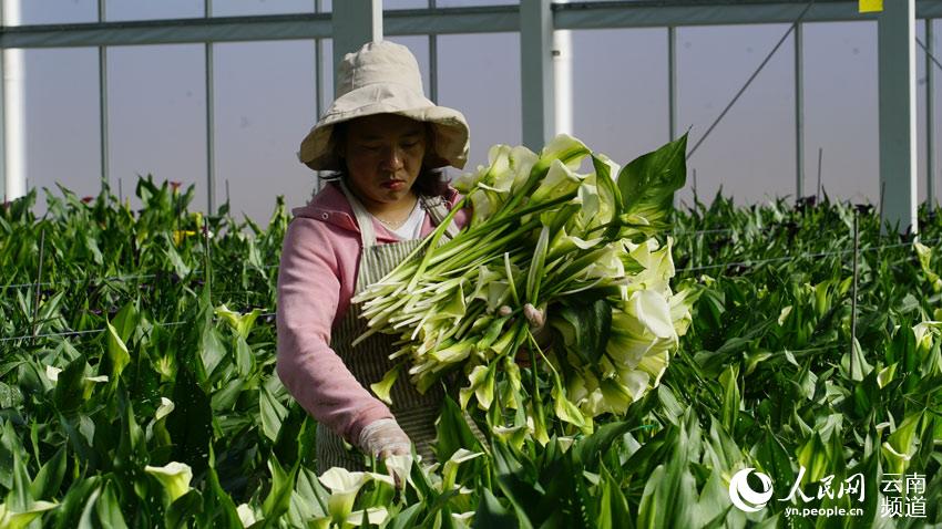 人気集める雲南省麗江市で栽培されている美しいオランダカイウ