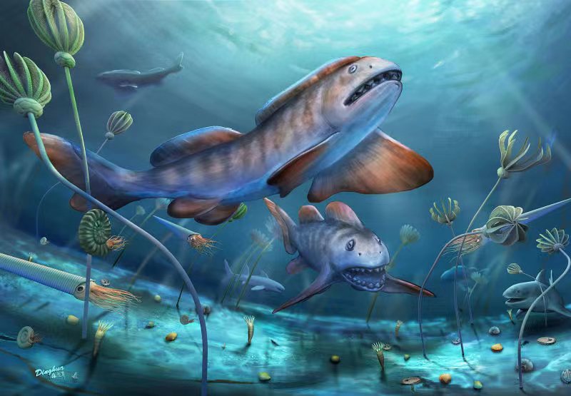 2億9000万年前の山西陽泉瓣歯サメの生態復元図（楊定華作成）