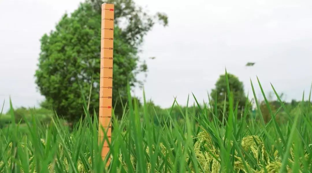 高さ2メートルの稲が試験栽培に成功、「穂陰で涼を取る」が現実へ