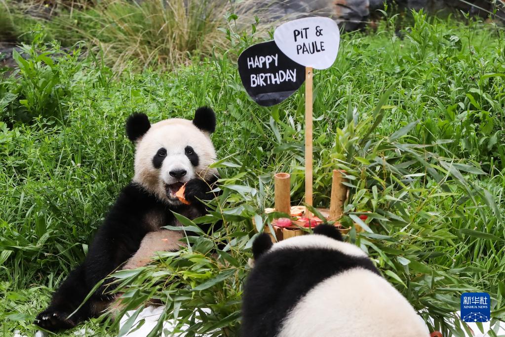 8月31日、ドイツベルリン動物園で、「夢園（ムンユエン）」と一緒に「バースデーケーキ」を食べるお母さんパンダの「夢夢（ムンムン）」（写真左、撮影・単宇琦）。