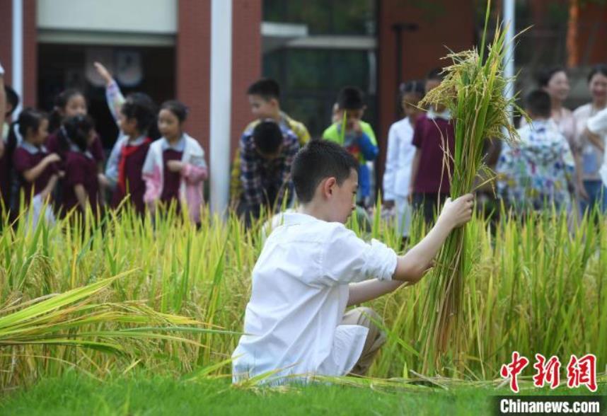 小学校で稲刈り体験！穀物育てる苦労学ぶ児童たち　重慶市
