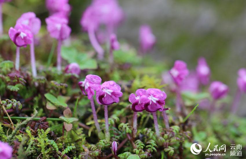 一時は絶滅したと考えられた植物「Pedicularis humilis」が雲南省の山で美しい花