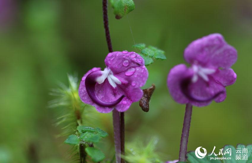 一時は絶滅したと考えられた植物「Pedicularis humilis」が雲南省の山で美しい花