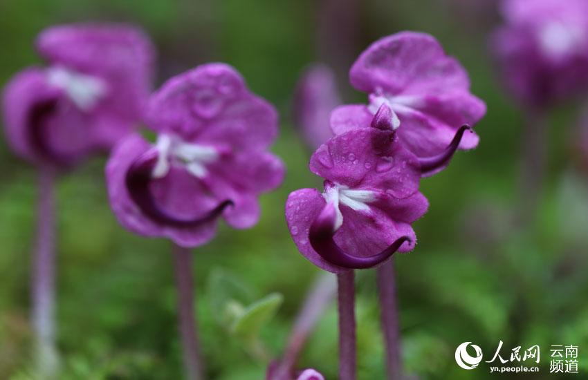 一時は絶滅したと考えられた植物「Pedicularis humilis」が雲南省の山で美しい花