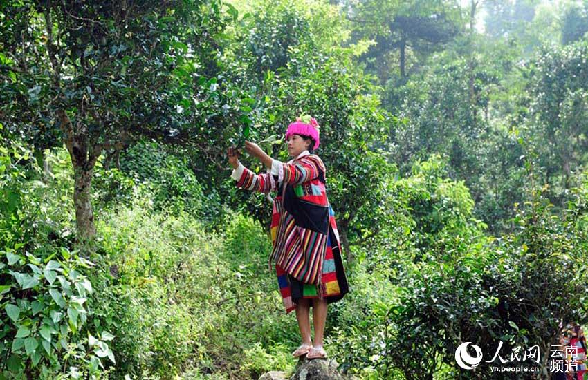 樹齢1千年以上のチャノキ群落広がる雲南省勐海県