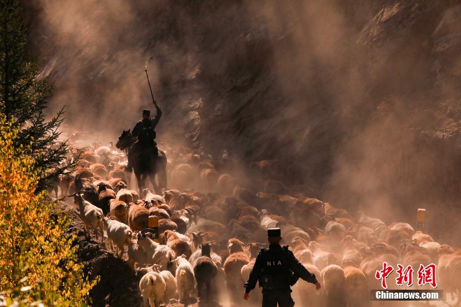 9月8日、牧畜民の牧場移動をサポートする「護牧分隊」の警察官（撮影・張家旭）。 