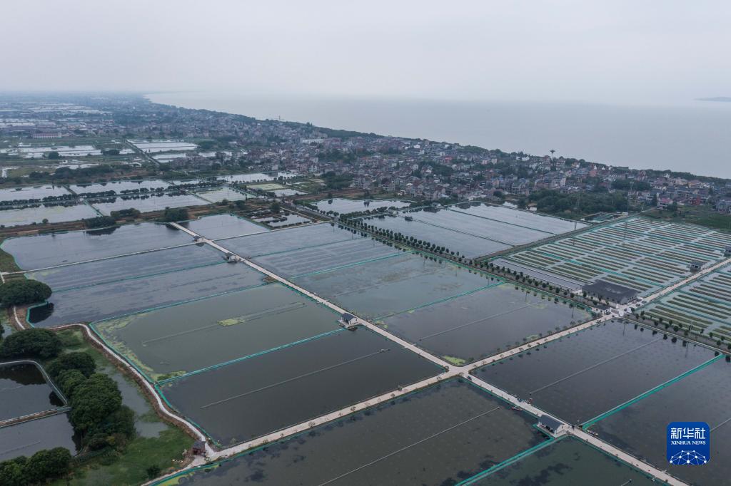 9月8日、浙江省湖州市織里鎮喬溇村で、上空から撮影した太湖に隣接した生態水産養殖基地（ドローンによる撮影・徐昱）。