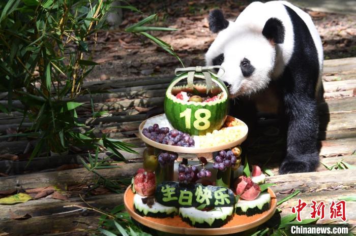 18歳の誕生日を迎えたパンダの「秋浜」（写真提供・深セン野生動物園）。
