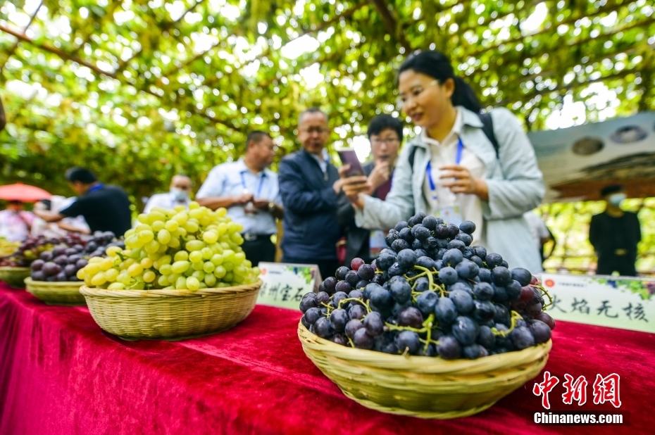 トルファンで「中国農民豊作節」の特別イベント開催　新疆