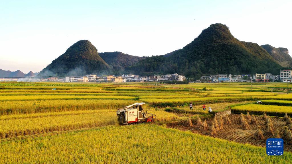 貴州省の豊作の風景