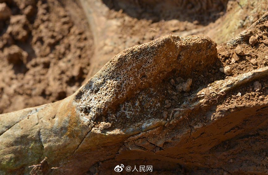 200万年前のゾウの腰骨化石見つかる　河南省汝州
