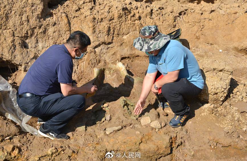 200万年前のゾウの腰骨化石見つかる　河南省汝州