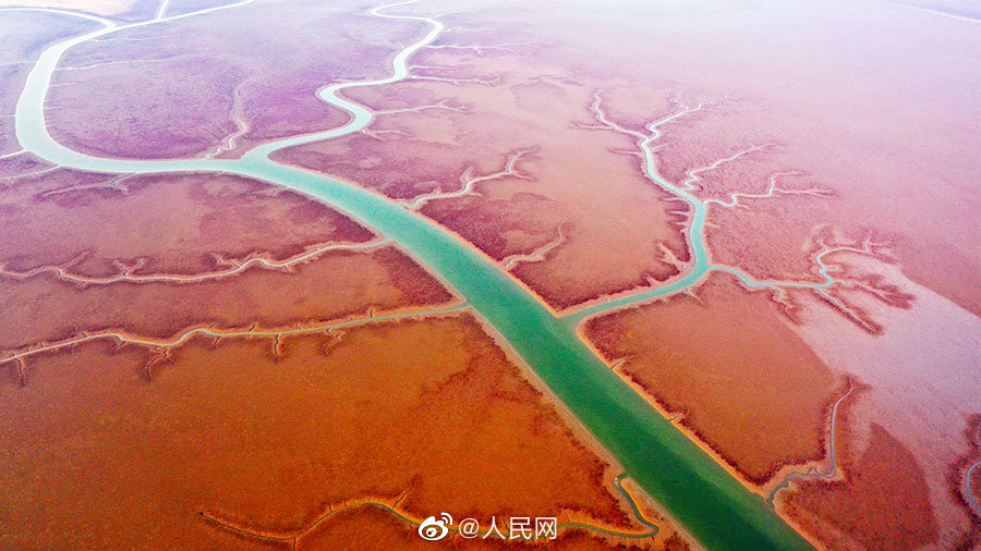 レッドカーペットを敷き詰めたような黄河河口湿地の景色　山東省東営