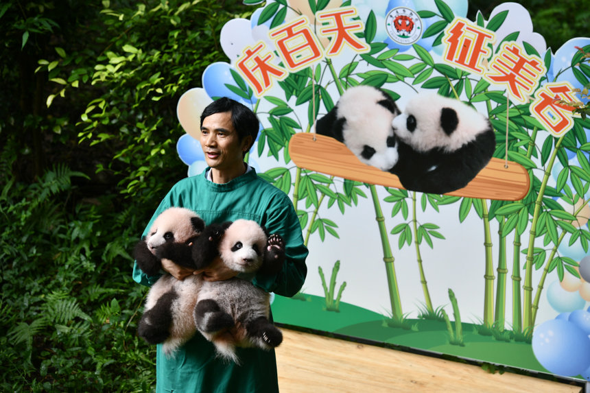 重慶市の双子パンダが生後100日に　世界から名前を募集中