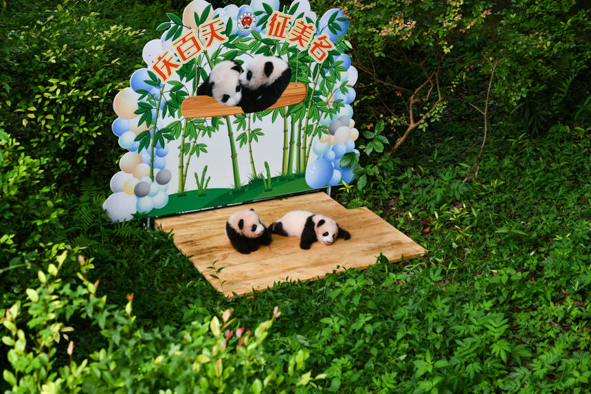 重慶市の双子パンダが生後100日に　世界から名前を募集中