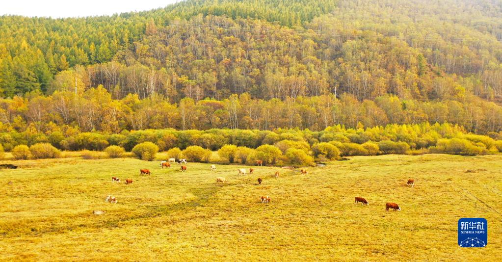 9月23日、河北省塞罕壩機械林場で、草を食んでいる牛の群れ（ドローンで撮影・金皓原）。