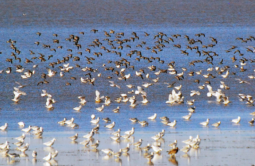 天津浜海の浅瀬は大集結した渡り鳥で「満員御礼」