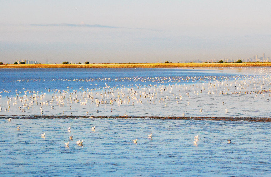 天津浜海の浅瀬は大集結した渡り鳥で「満員御礼」
